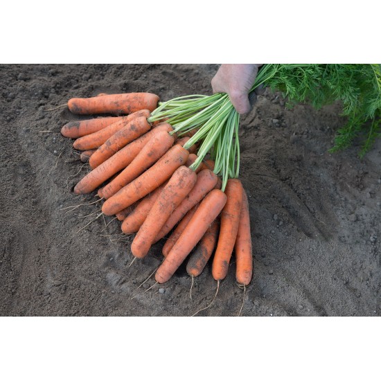 Naval - (F1) Carrot Seeds