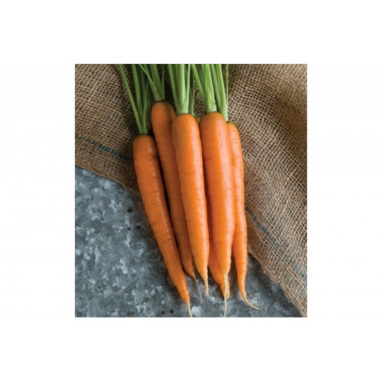 Nectar - Organic (F1) Carrot Seed