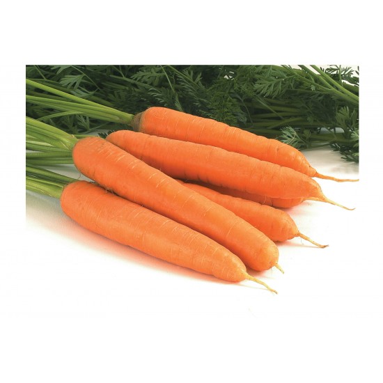 Negovia - Organic  Carrot Seeds