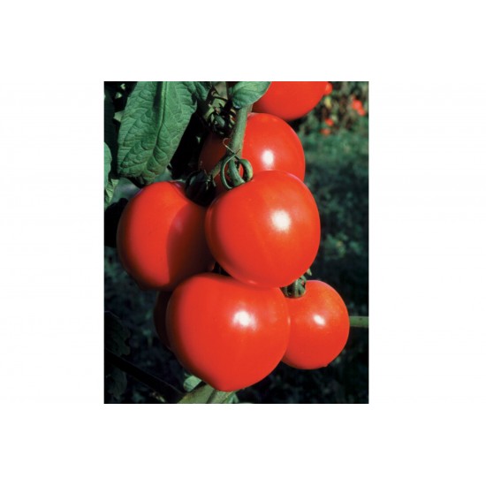 New Girl - Organic (F1) Tomato Seed