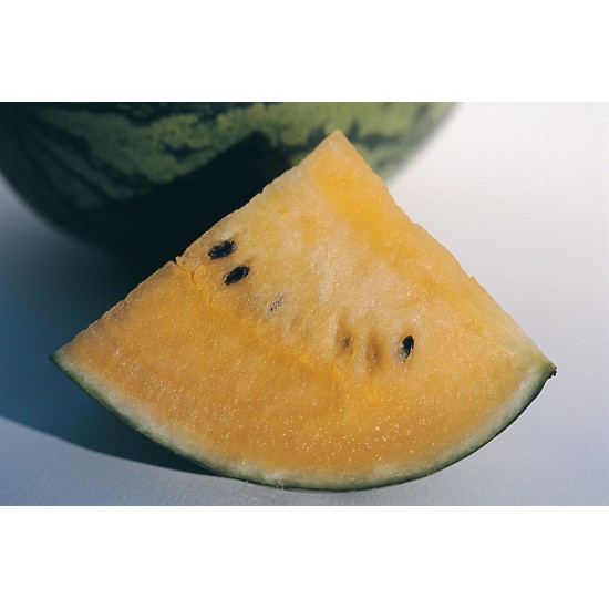 New Orchid - Yellow Watermelon Seeds