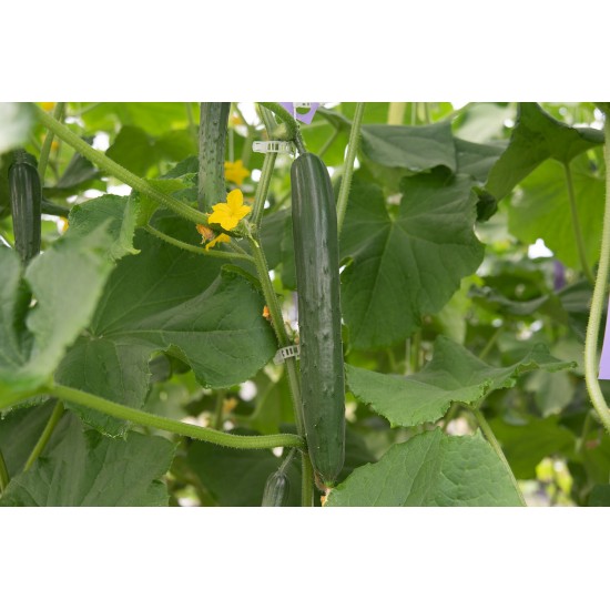 Nokya - (F1) Cucumber Seed