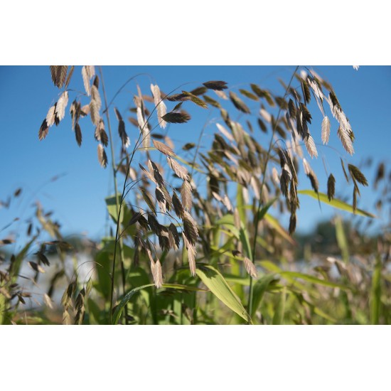 Northern Sea Oats - Organic Grass Seed