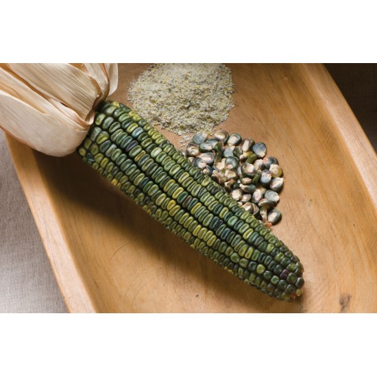 Oaxacan Green - Corn Seed