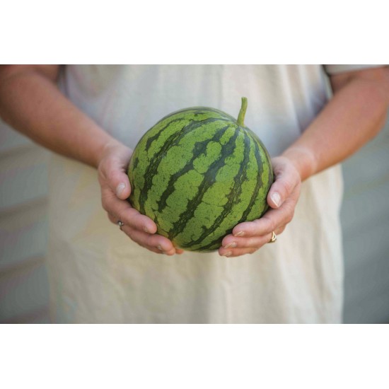 Ocelot - (F1) Watermelon Seed