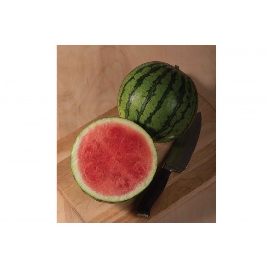 Ocelot - (F1) Watermelon Seed