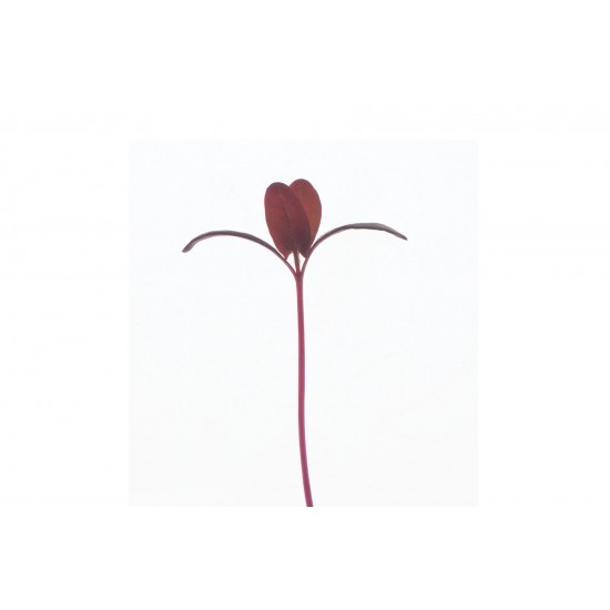 Orach, Ruby Red - Organic Microgreen Seed