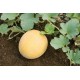 Organic Arava Melon Seeds