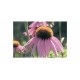 Organic Echinacea Seeds