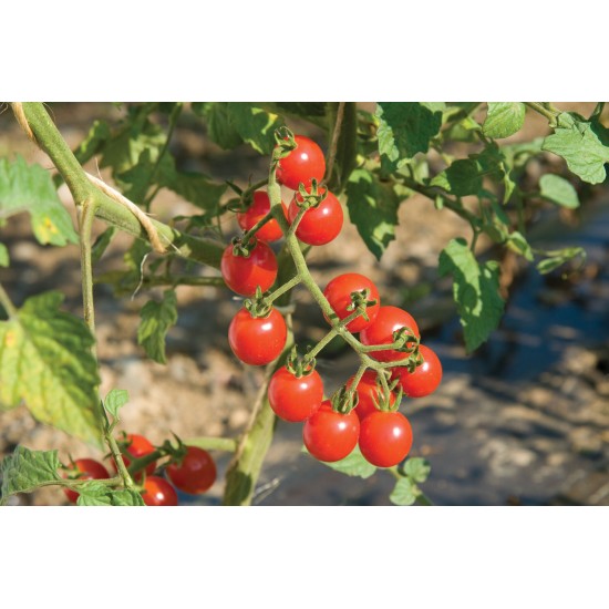 Organic Jasper Tomato Seeds (F1)