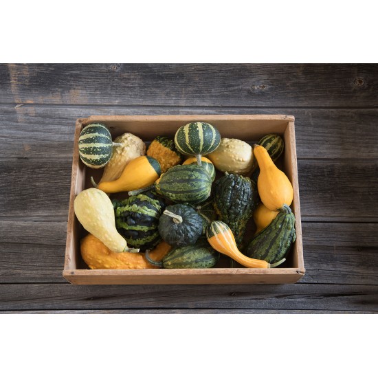 Ornamental Gourds (Small Mixed) Seed