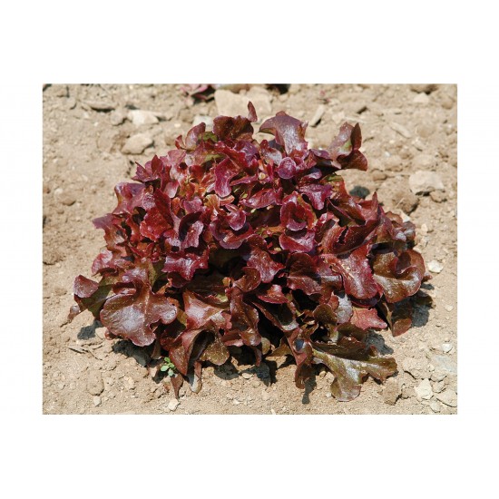 Oscarde - Lettuce Seed