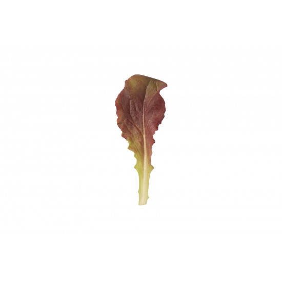 Outredgeous - Organic Lettuce Seed