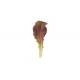Outredgeous - Organic Lettuce Seed