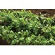 Ovation Greens Mix - Organic Seeds