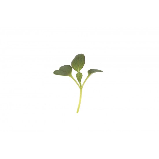 Pac Choi, Red Choi - (F1) Microgreen Seed