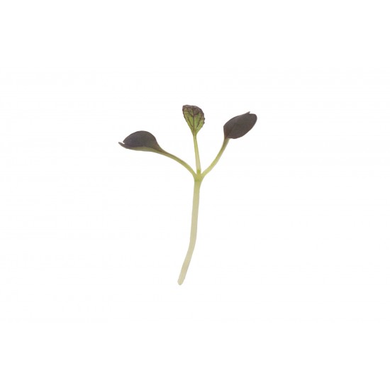 Pac Choi, Red Pac - (F1) Microgreen Seed