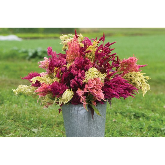 Pampas Plume - Celosia Seed