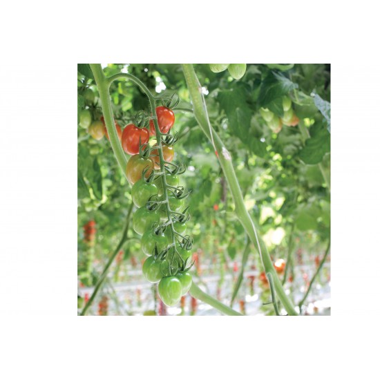Pareso - (F1) Tomato Seed