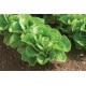 Parris Island - Organic Lettuce Seed