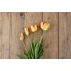 Parrot King - Tulip Bulb