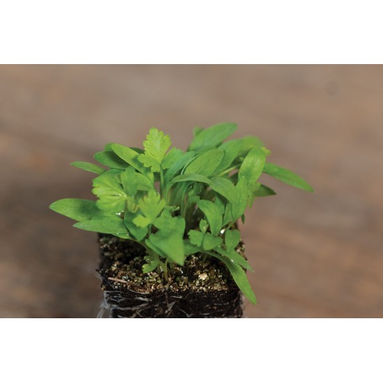 Parsley - Microgreen Seed