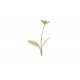 Parsley - Microgreen Seed