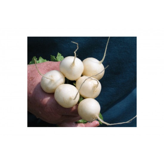 Pearl - Organic White Radish Seeds