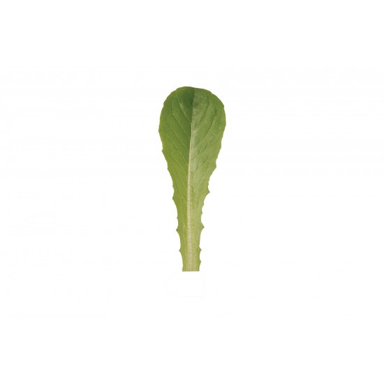 Pensacola - Organic Lettuce Seed