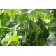Picolino - (F1) Cucumber Seed
