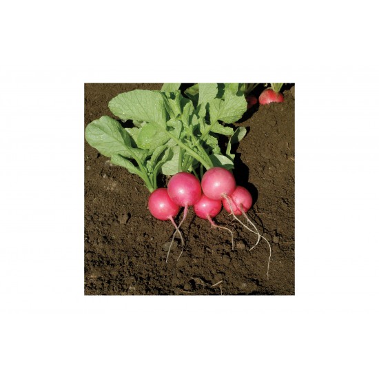 Pink Beauty - Organic Radish Seed