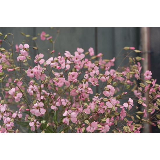 Pink Beauty - Saponaria Seed