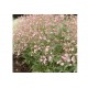 Pink Beauty - Saponaria Seed