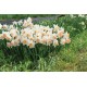 Pink Charm - Narcissus Bulb
