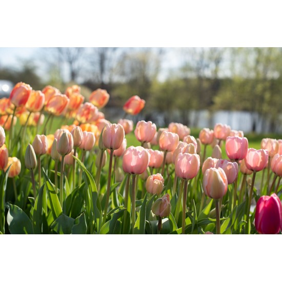 Pink Impression - Tulip Bulb