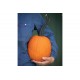 Pipsqueak PMR - (F1) Pumpkin Seed