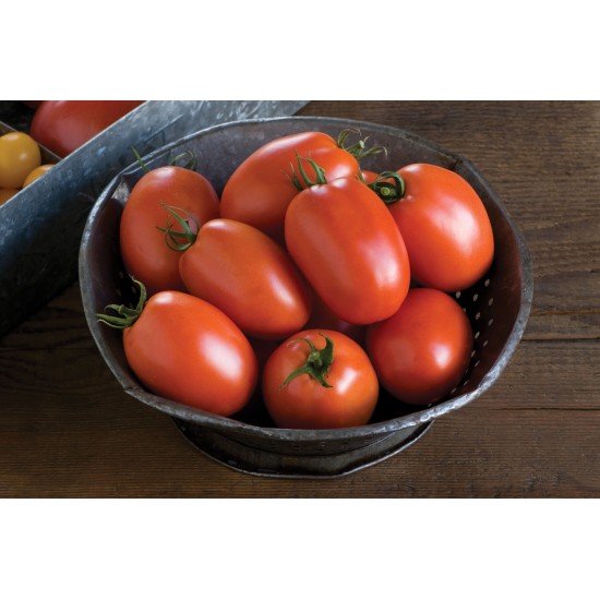 Plum Regal - (F1) Tomato Seed