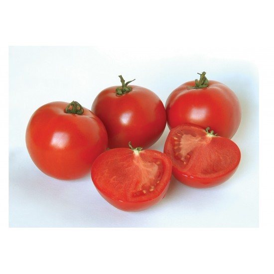 Polbig - (F1) Tomato Seed