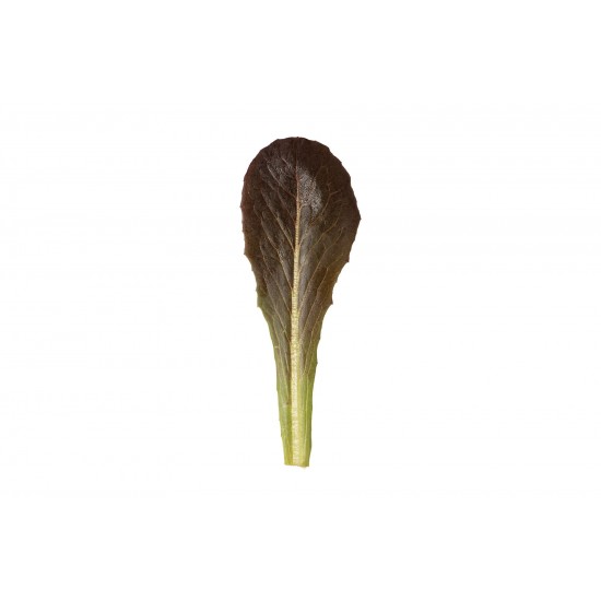 Powerhouse - Lettuce Seed