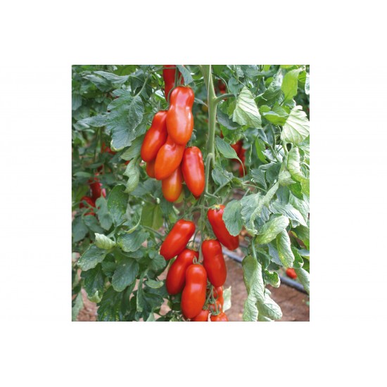 Pozzano - (F1) Tomato Seed