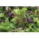 Premium Greens Mix - Vegetable Seed