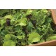 Premium Greens Mix - Vegetable Seed