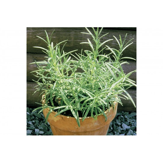 Primed Rosemary - Herb Seed