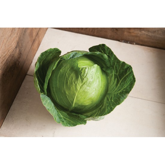 Primo Vantage - (F1) Cabbage Seed