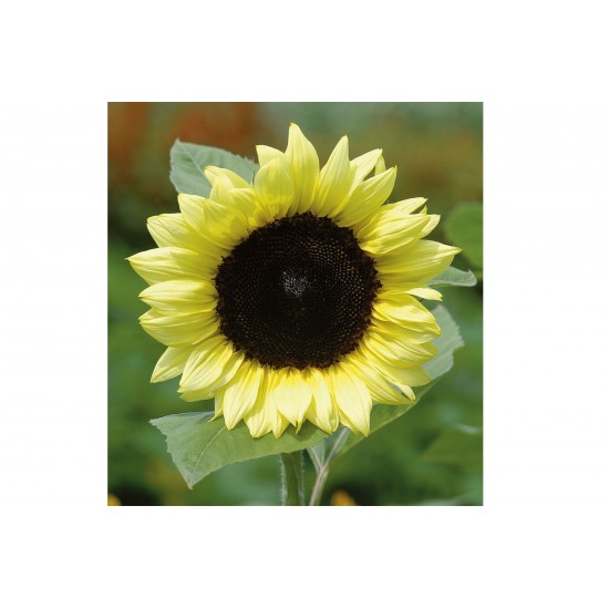 ProCut® Lemon - (F1) Sunflower Seed