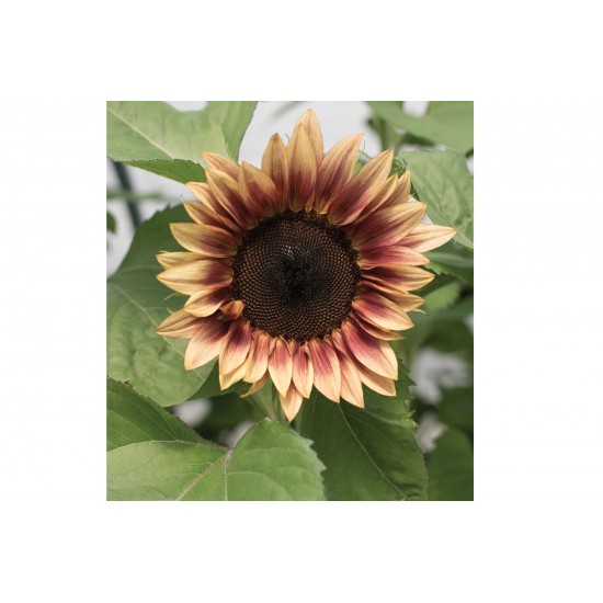 ProCut® Plum - (F1) Sunflower Seed