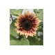 ProCut® Plum - (F1) Sunflower Seed