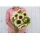 ProCut® White Nite - (F1) Sunflower Seed