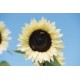 ProCut® White Nite - (F1) Sunflower Seed