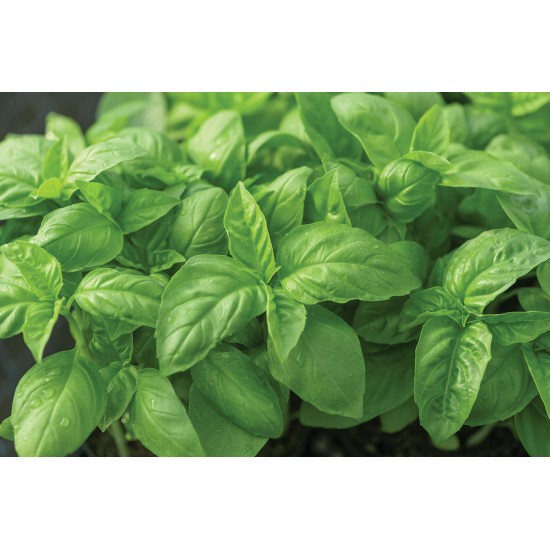 Prospera® Italian Large Leaf DMR (ILL2) - Organic (F1) Basil Seed